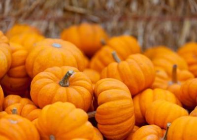 Pumpkin and Parsley Risotto with White Wine Sauce